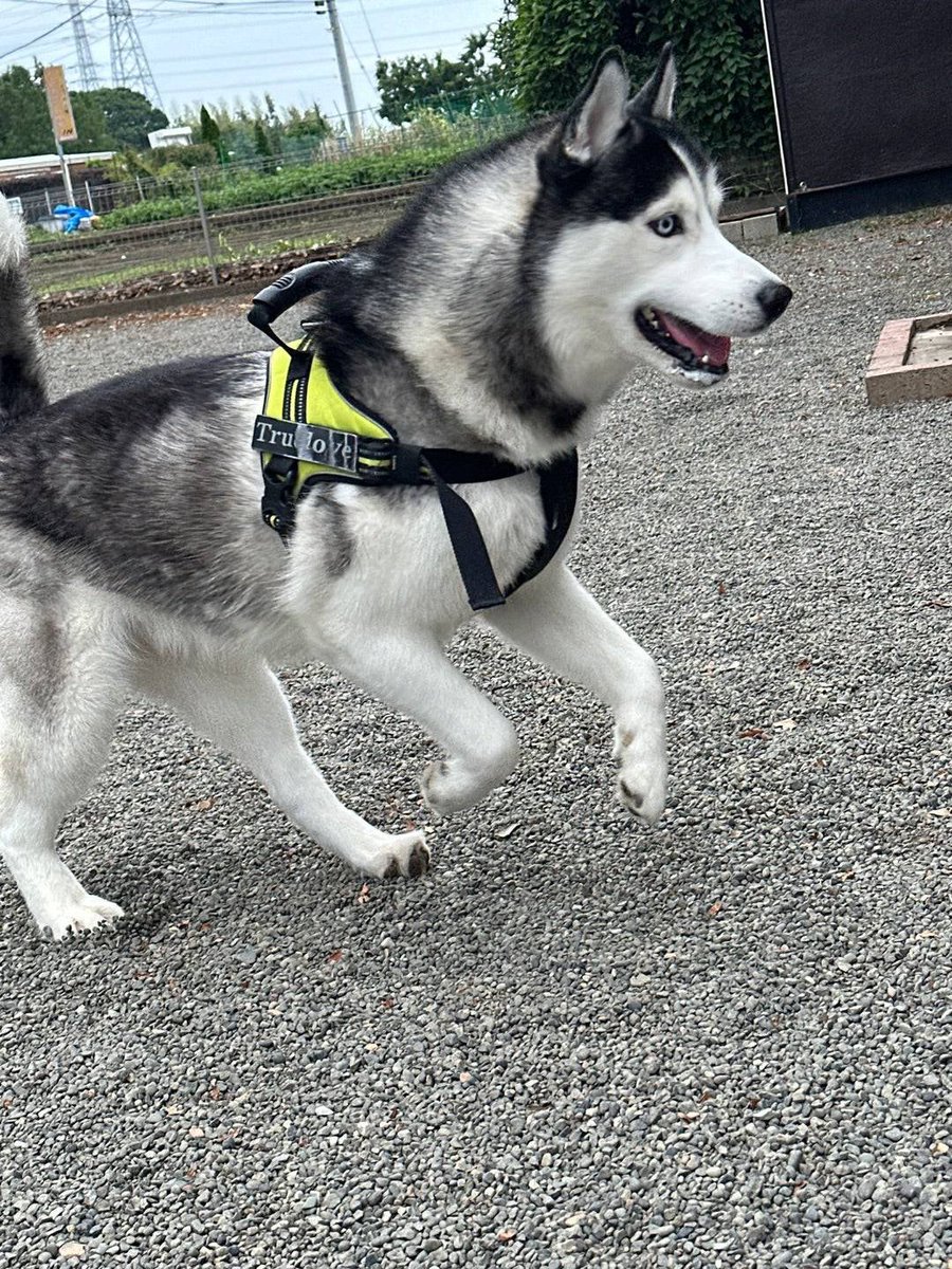 シベリアンハスキー - Search / X