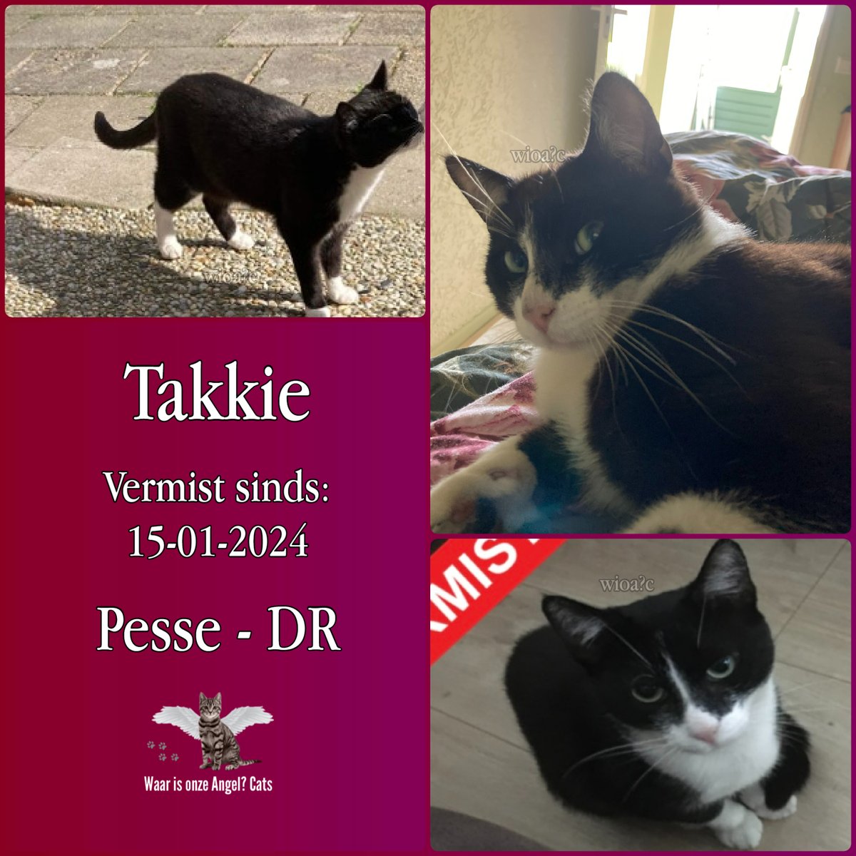waarisonzeangel's tweet image. Takkie #Vermist sinds 15-01-2024 te #Pesse #Drenthe #Nederland 

facebook.com/photo?fbid=999…