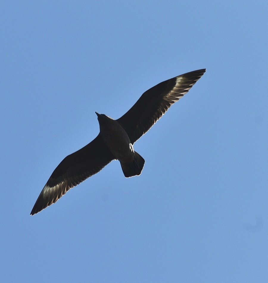 AilinKee's tweet image. Arrived home yesterday after a 12-day  road trip around Scotland's #NC500. Weather was kind to us. There are so many highlights. One of many is our visit to Handa Island. Got close up views of Great skuas, Arctic skua, Fulmars, Razorbills, Guillemots &amp;amp; Puffins. #birdsmatter