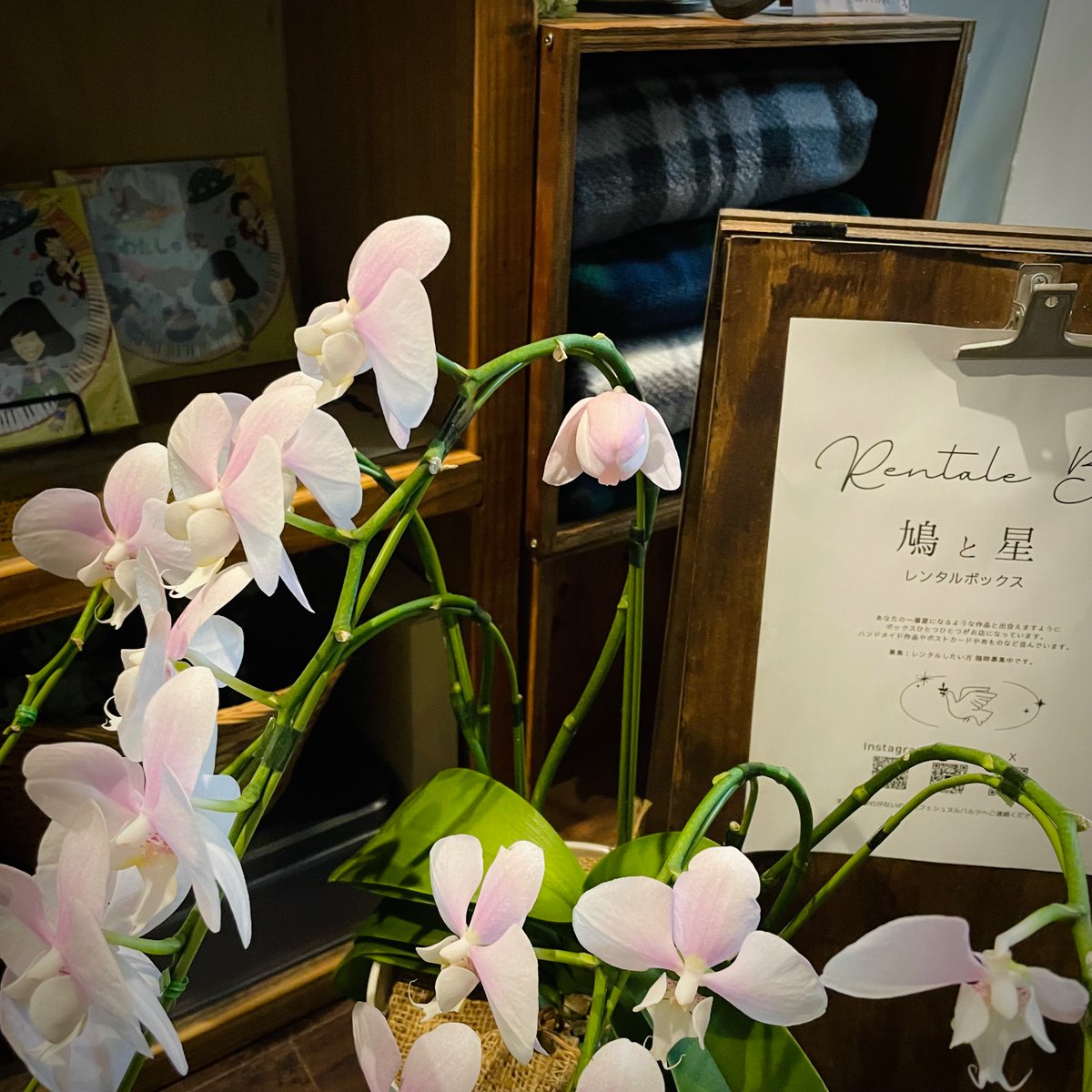 胡蝶蘭のつぼみが咲きそうです🌷
明日は日曜日。いつもよりちょっと早めの12:00〜18:30でお待ちしています。ぜひ