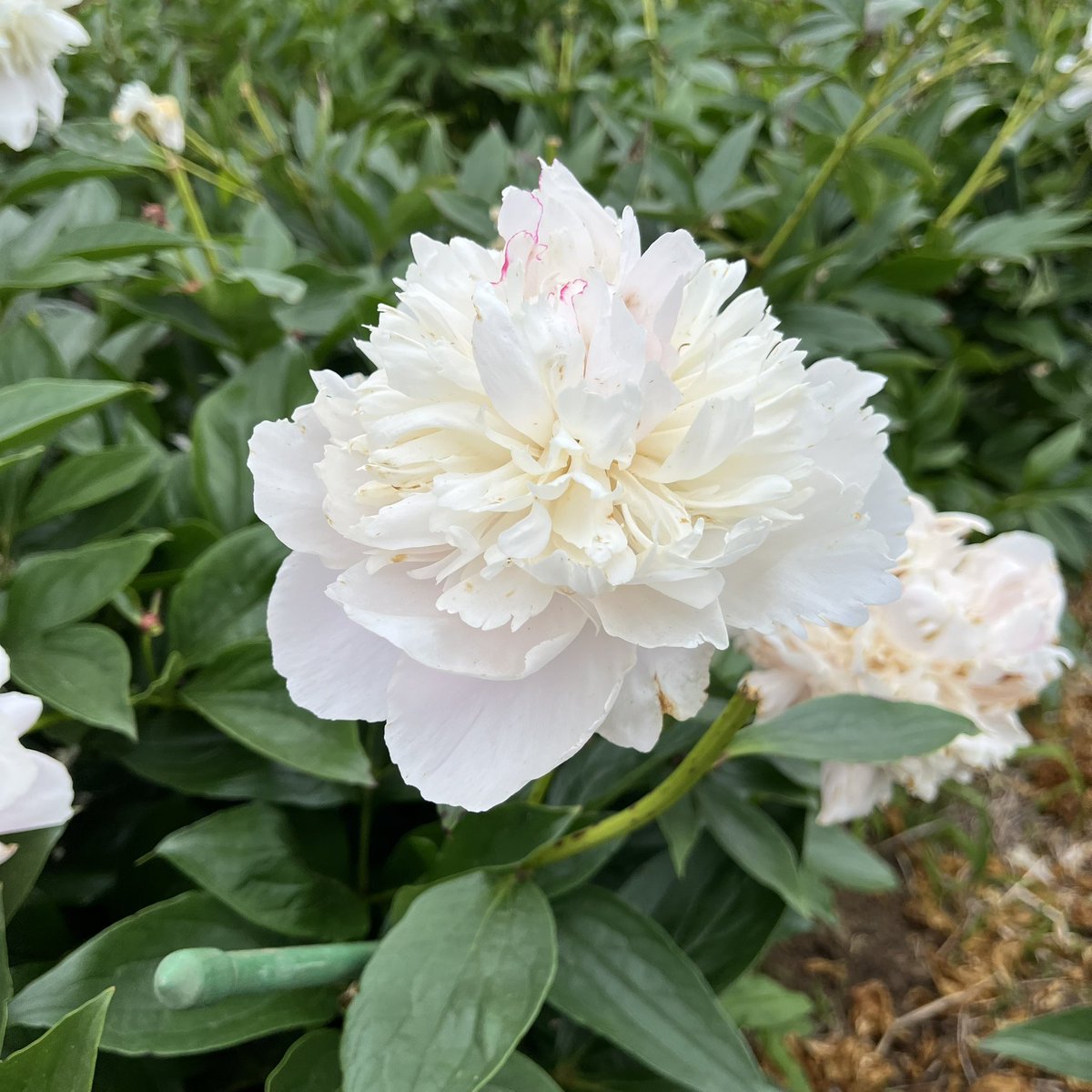 園木華堂牡丹 つくば牡丹園 Peony Garden Tokyo in Tsukuba】アクセス・営業