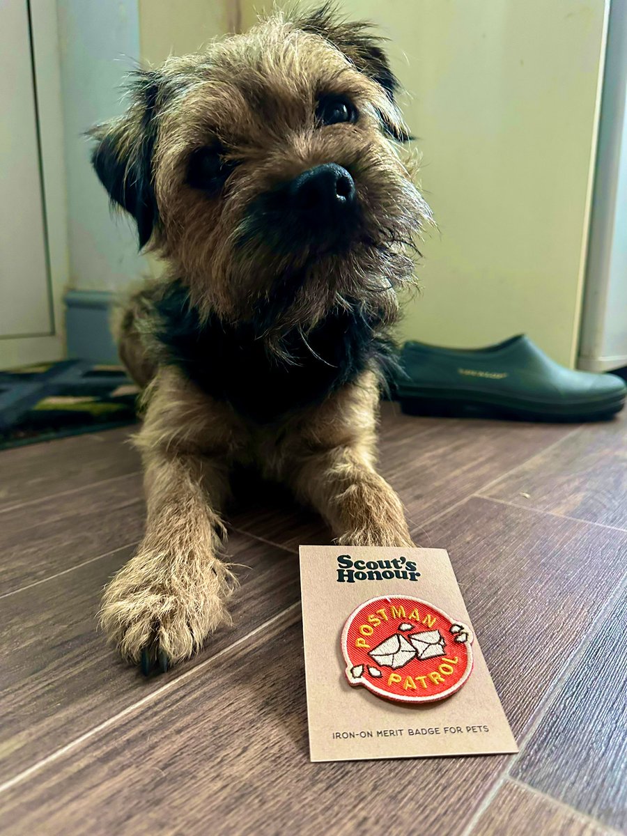Riley_roo888's tweet image. So some pals may remember the letter mum received to say that Rooster had been (I quote) ‘menacing’ the postie 🤭. Well I’ll tell you, our pal Mossy @MossTheBT remembers and got Roo this super cool badge 🥰 he will wear it with pride pal, you’re the best, thank you 🫡#BTPosse