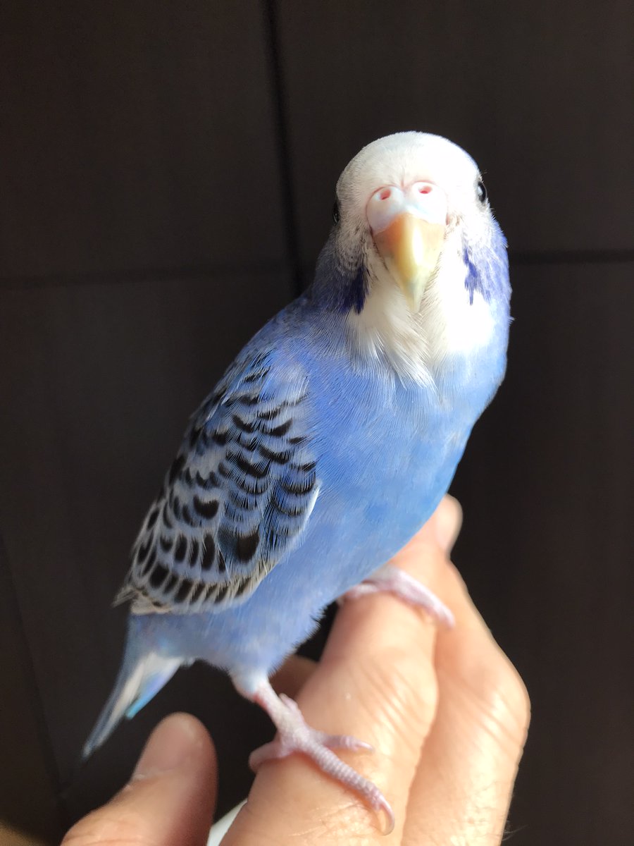 認定NPO法人TSUBASA -新施設クラファン達成しました！- tweet media