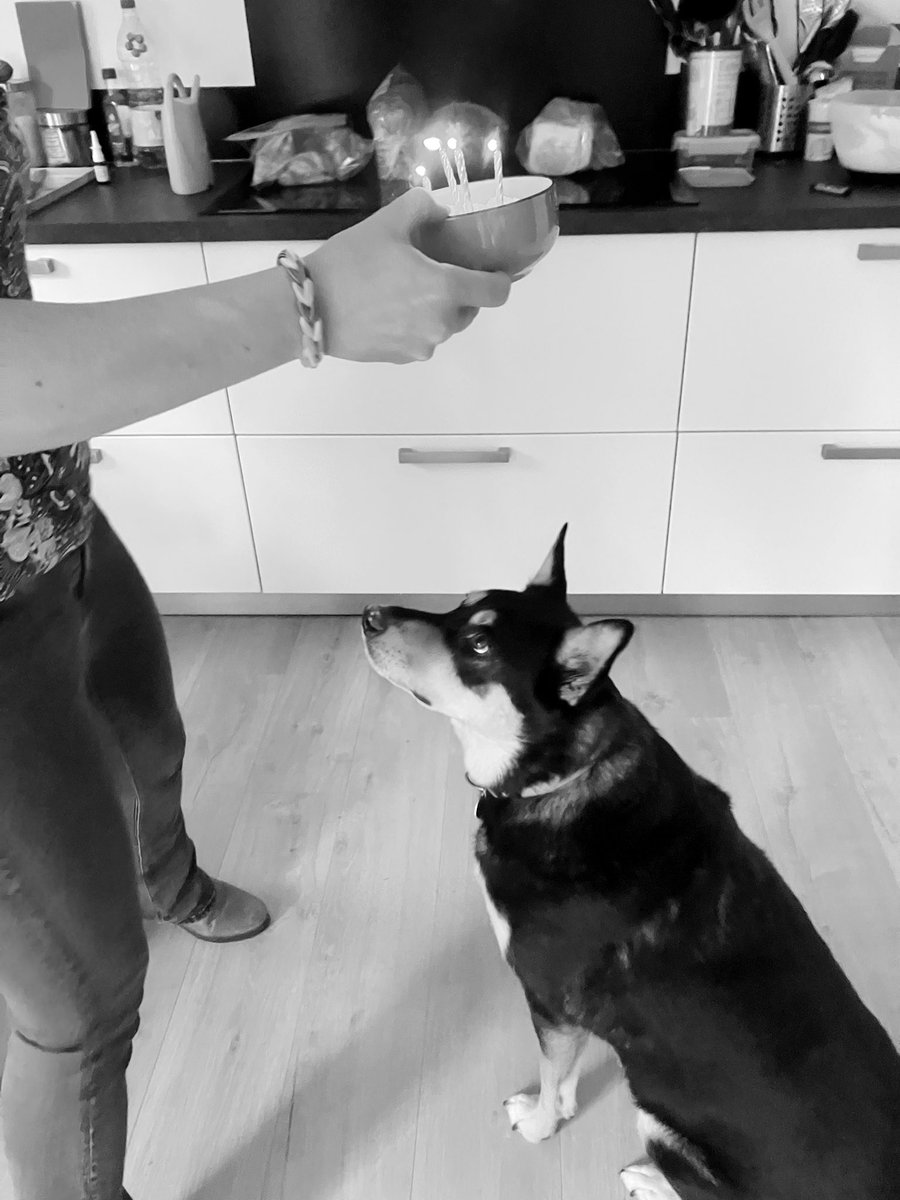 IvoNieborg's tweet image. Hieper de piep hoera onze grote vriend Bax alweer 4 jaar!

#happydoggo
#verjaardag