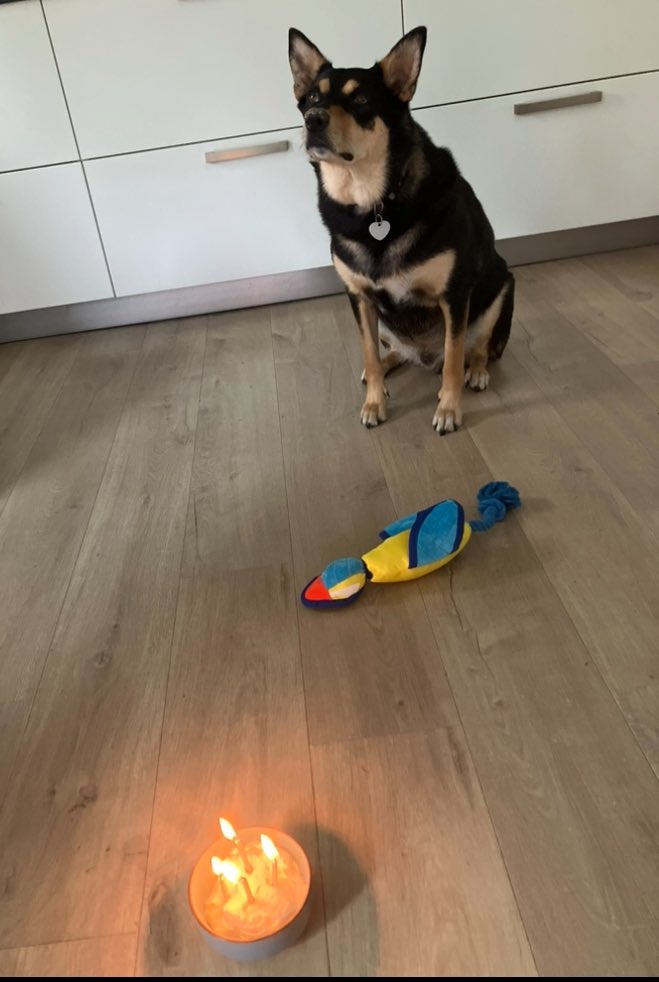 IvoNieborg's tweet image. Hieper de piep hoera onze grote vriend Bax alweer 4 jaar!

#happydoggo
#verjaardag