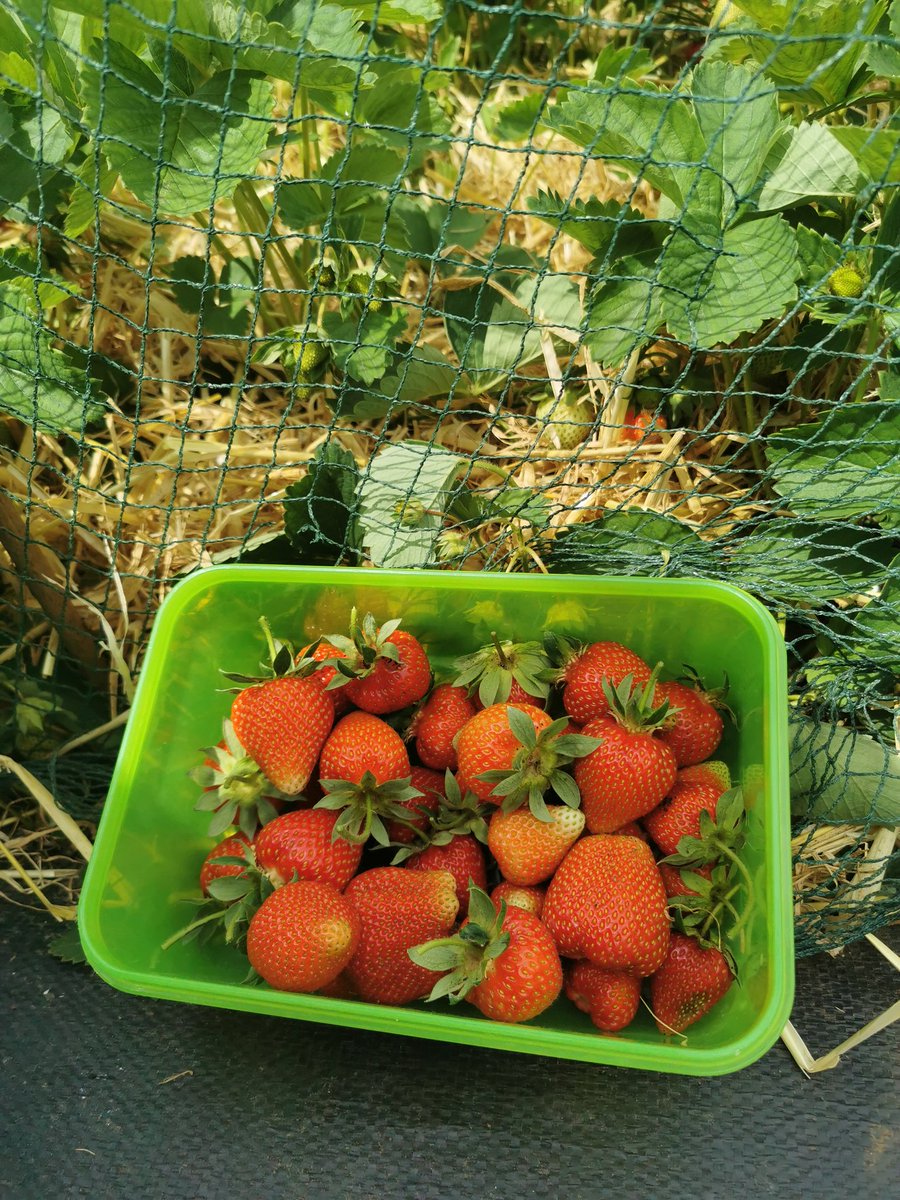 PhilipCaseFW's tweet image. Allotment year 3: Emphasis on semi-permanent crops: asparagus, strawberries and fruit bushes. Spuds, onions doing well (thirsty). Red alert tomato plants & carrot seed going in tomorrow.
Barley straw around strawberry plants is keeping the slugs off.
#allotment #GrowYourOwn 🍓
