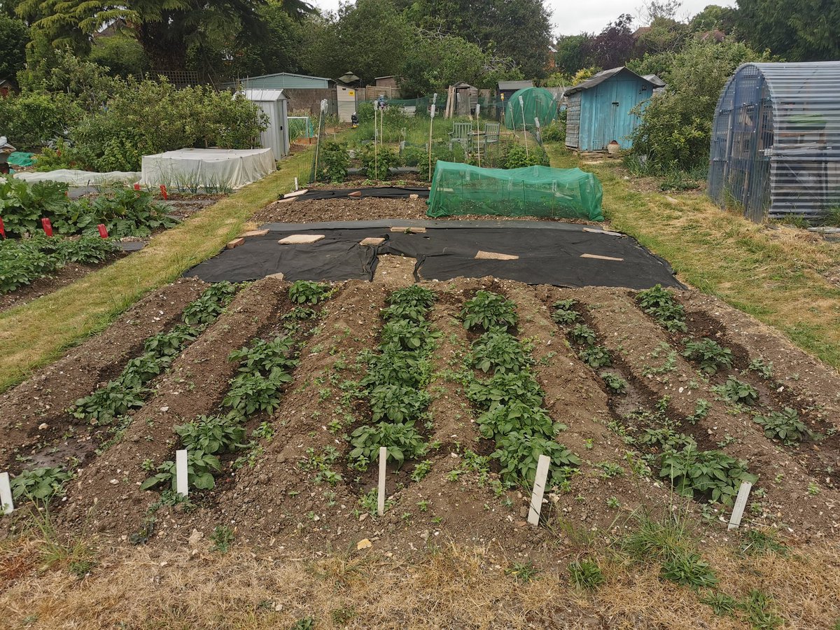 PhilipCaseFW's tweet image. Allotment year 3: Emphasis on semi-permanent crops: asparagus, strawberries and fruit bushes. Spuds, onions doing well (thirsty). Red alert tomato plants & carrot seed going in tomorrow.
Barley straw around strawberry plants is keeping the slugs off.
#allotment #GrowYourOwn 🍓
