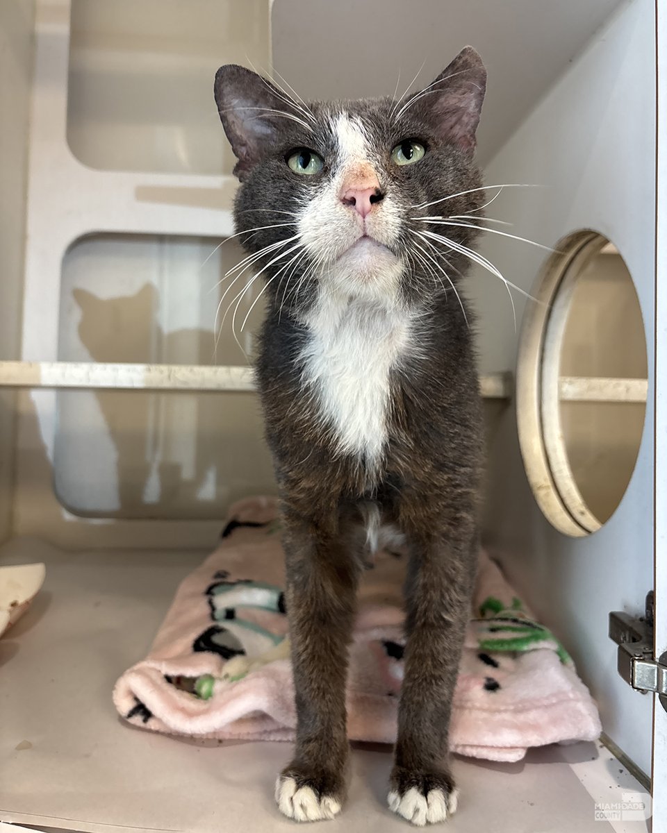Miami-Dade County (@miamidadecounty) on Twitter photo Travis and Cloud are the sweetest duo looking for a loving home. Check out their story and others at miamidade.gov/petsoftheweek. <a href="/AdoptMiamiPets/">Miami-Dade County Animal Services</a> #OurCounty #AdoptAPet #FureverHome #PetAdoption #AdoptDontShop #PetRescue #FosterAPet #FosteringSavesLives #adopt Travis and Cloud are the sweetest duo looking for a loving home. Check out their story and others at miamidade.gov/petsoftheweek. <a href="/AdoptMiamiPets/">Miami-Dade County Animal Services</a> #OurCounty #AdoptAPet #FureverHome #PetAdoption #AdoptDontShop #PetRescue #FosterAPet #FosteringSavesLives #adopt