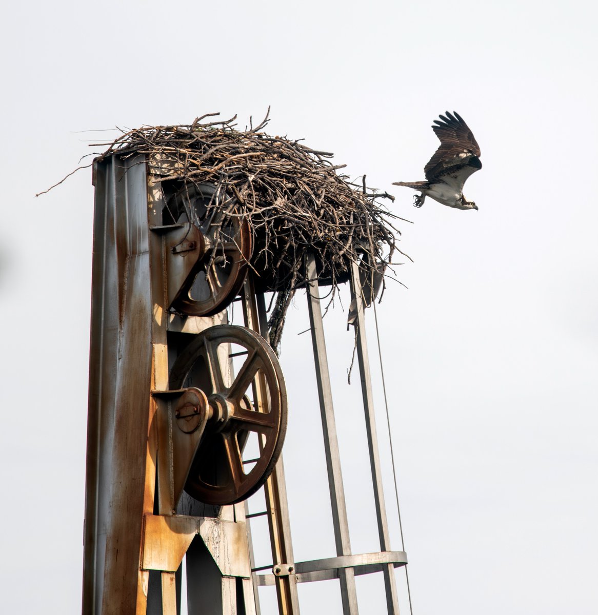 80 years ago, this tower helped build Shasta Dam by moving concrete across the site. Today, it’s home to a pair of ospreys—one seen here heading out to fish in Shasta Reservoir. 🦅 💨

From construction to conservation, the legacy lives on.
#ShastaDam #Reclamation