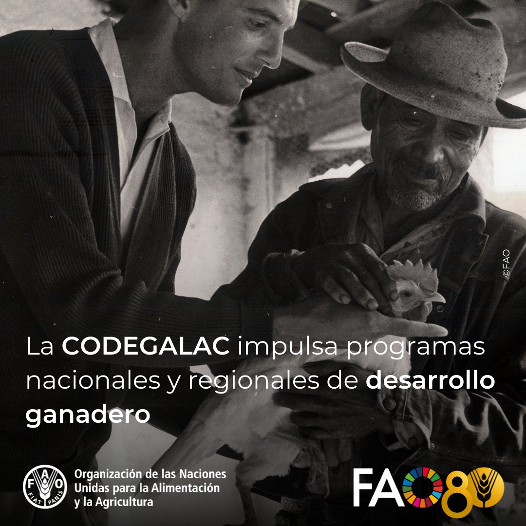 🐄🐖🐏🦃🐓 En 1986 se crea la Comisión de Desarrollo Ganadero para América Latina y el Caribe (CODEGALAC) para apoyar la preparación de marcos de políticas y el diseño e implementación de programas nacionales y regionales de desarrollo ganadero #FAO80 

bit.ly/80AniversarioF…