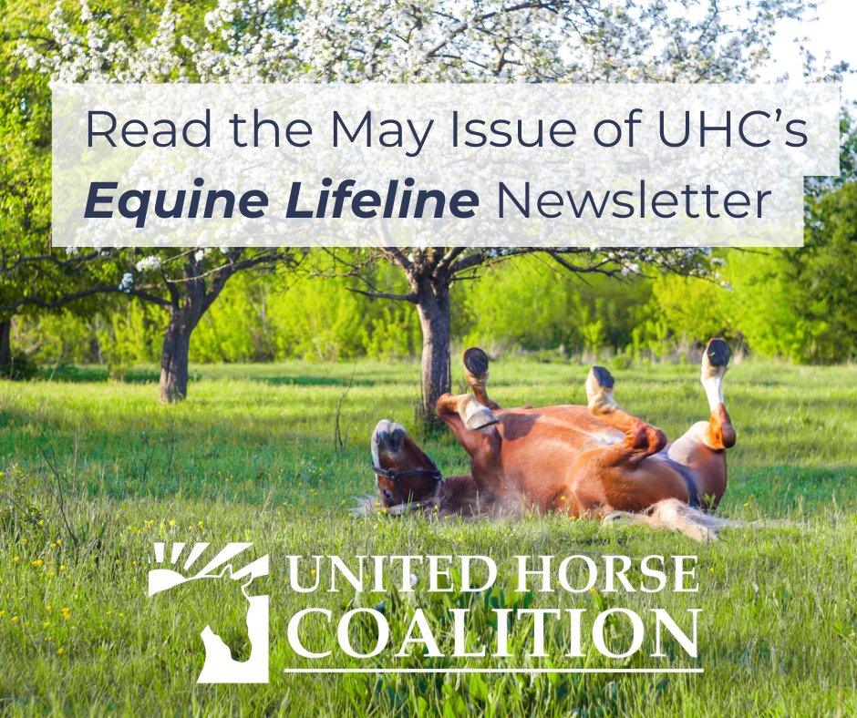 📬 The May Issue of Equine Lifeline is Here!

👉 Read now: mailchi.mp/horsecouncil/u…

#HereForHorseOwners #HereForHorses #ResponsibleHorseOwnership #EquineLifeline #UnitedHorseCoalition