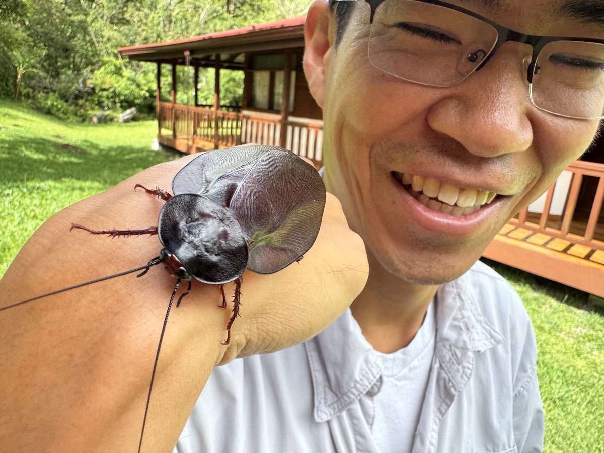 Dr_Akito's tweet image. Cockroaches from the tropics can get huge! This one was found in rotting wood, a natural habit for them