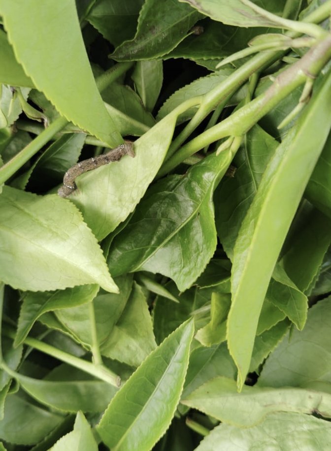 आपके चाय में एक्स्ट्रा फ्लेवर इन्हीं कारकों की वजह से होता है। अगली बार जब चुस्की लें तो ध्यान से।😜☕