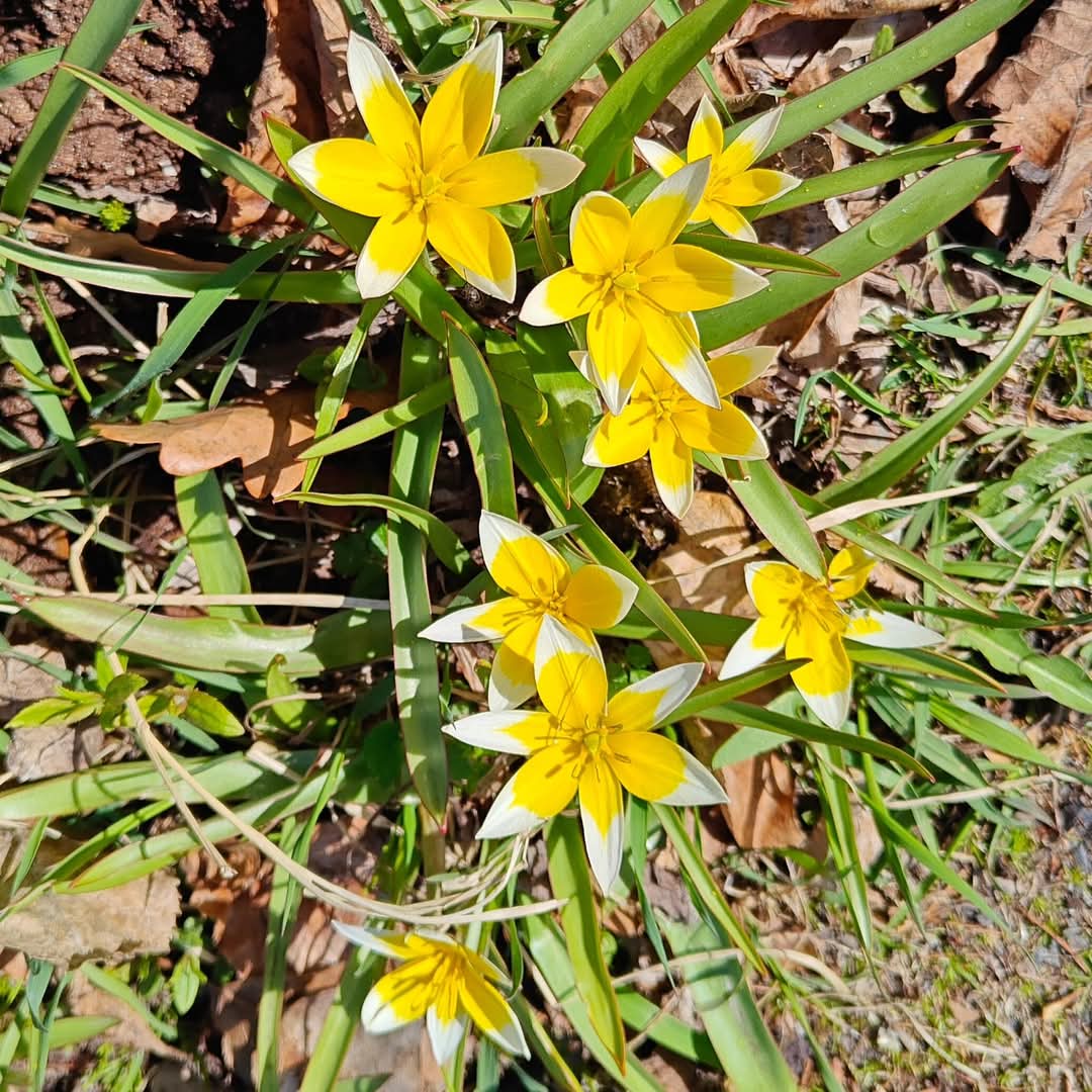 thememma's tweet photo. Kesän värejä ☀️🌼🌼🌿 #coloursofsummer #yellow https://t.co/VOUQqHxbWo