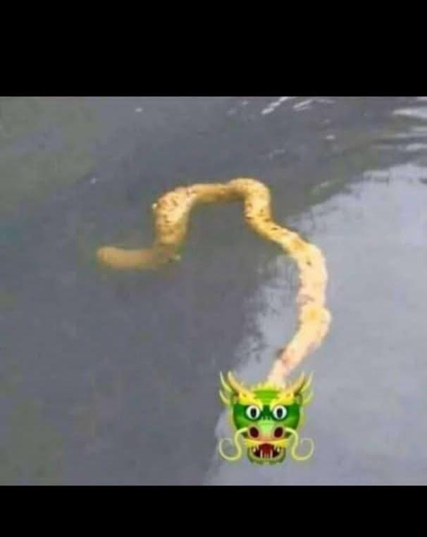 🐲PENTIL NAGA🐉 tweet media