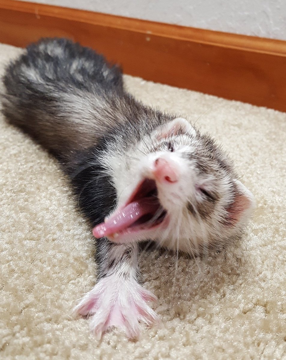 hyunjin as ferrets (@hyunieferrets) on Twitter photo 