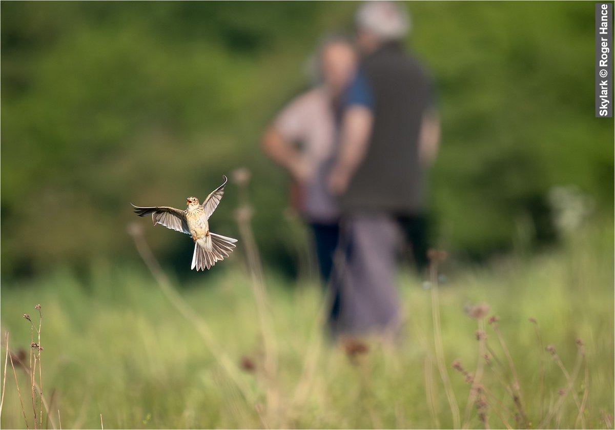 Essex Birdwatching Society (@ebwstweets) on Twitter photo At this time of year, please take care when you're walking through fields and meadows and always keep to designated paths. Ground-nesting birds such as the red-listed Skylark in this photo are easily disturbed and their nests can be destroyed so please be careful <a href="/EssexBirdNews/">EBwS Bird News</a> At this time of year, please take care when you're walking through fields and meadows and always keep to designated paths. Ground-nesting birds such as the red-listed Skylark in this photo are easily disturbed and their nests can be destroyed so please be careful <a href="/EssexBirdNews/">EBwS Bird News</a>
