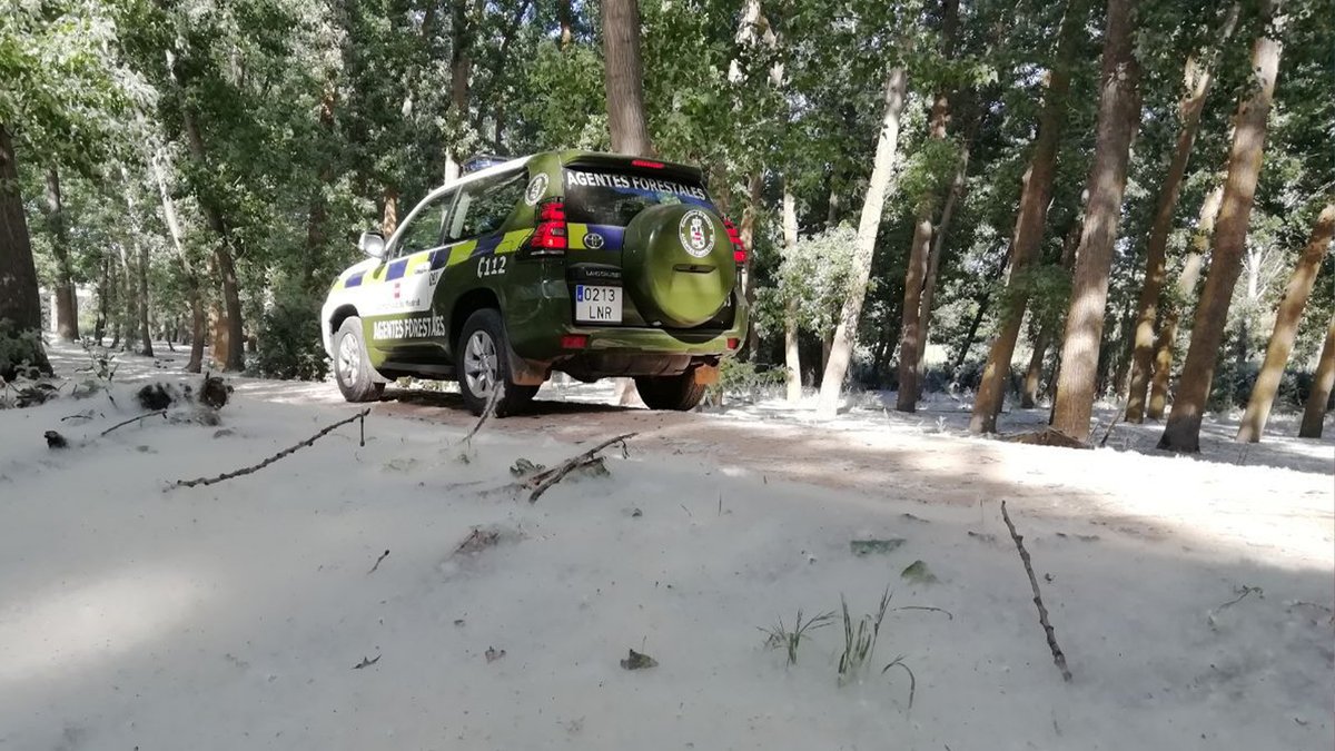 🌲 La Comunidad de Madrid inicia una campaña de vigilancia ante acumulaciones de pelusa de chopo para evitar incendios forestales.

✅ El Cuerpo de #AgentesForestalesCM inspeccionarán más de 100 puntos que podrían ser problemáticos en la región.

+Info: c.madrid/0vb3c