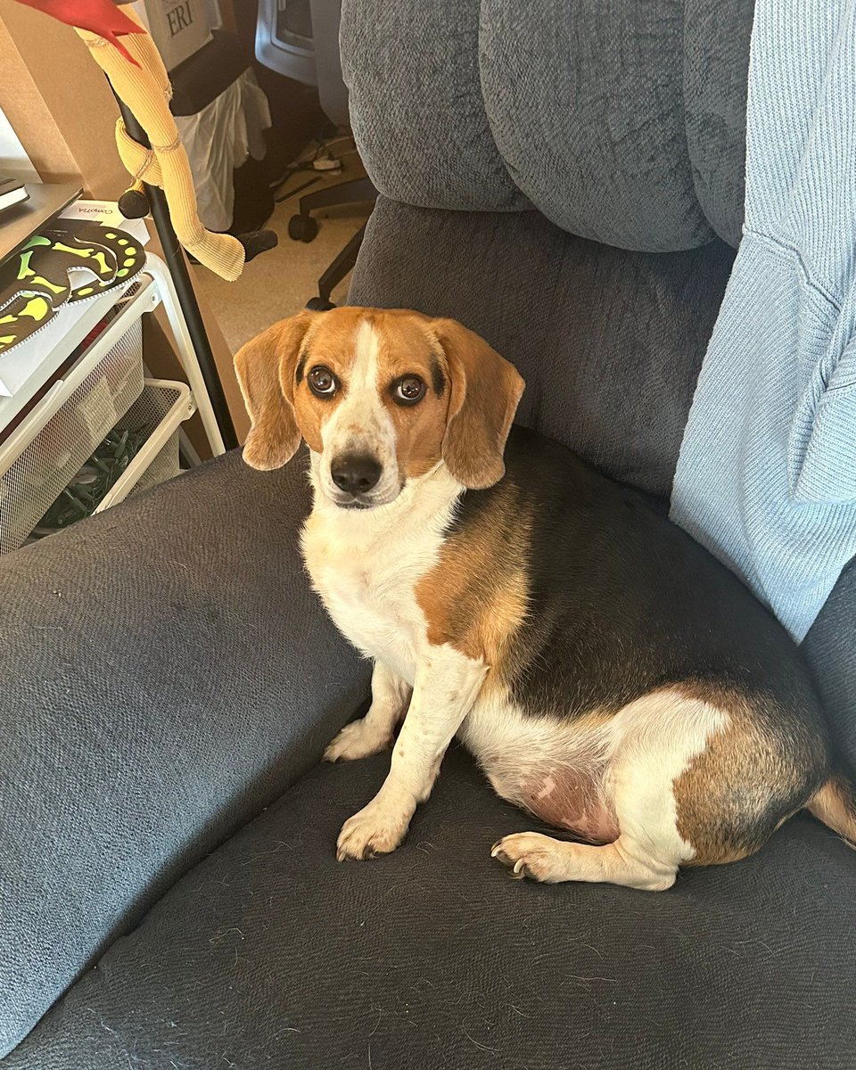 The #beagle is acutely sensitive to the jingle of keys and the phrase “car ride”. #beaglefacts

📷 <a href="/itsjordannh/">Jordan</a> / Twitter