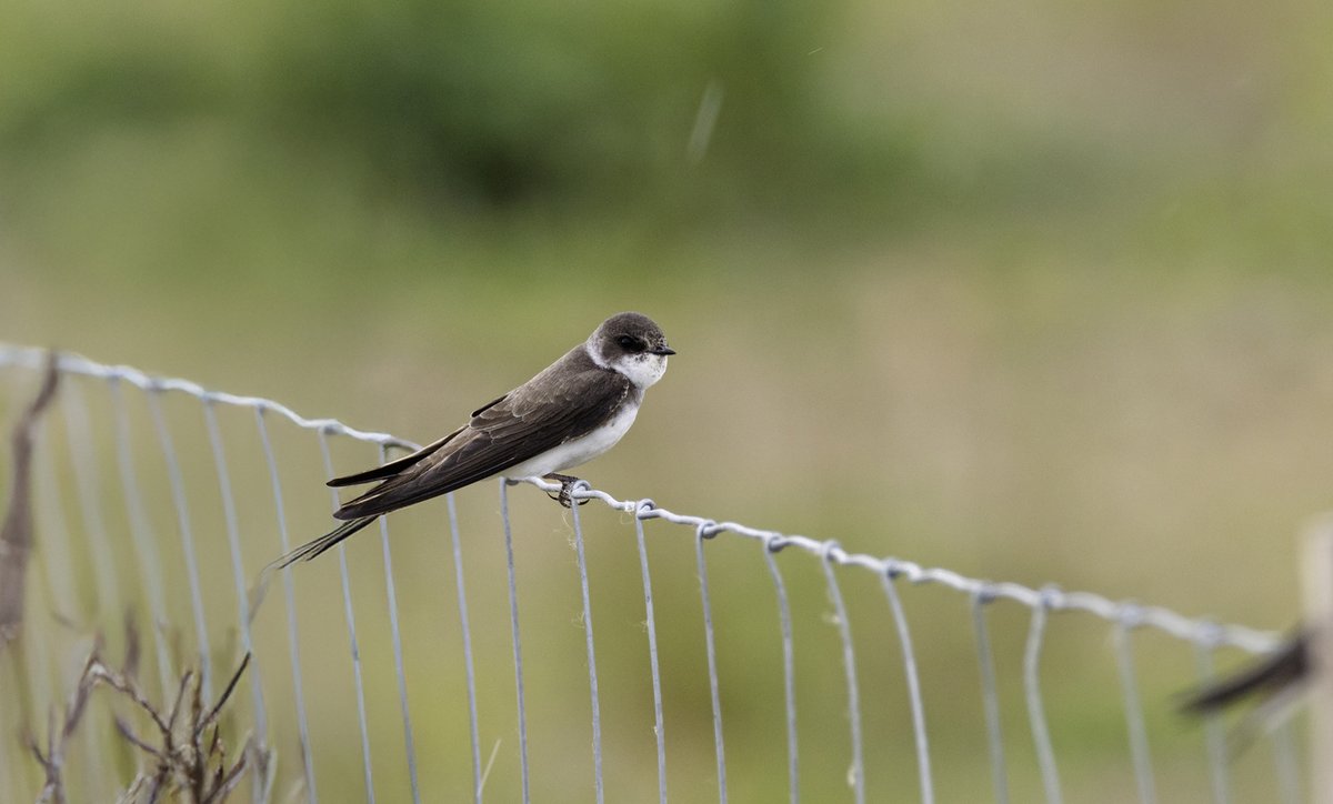 Oeverzwaluw die geniet van een rustmomentje tijdens een regenbui.
#Natuurpracht #Zwaluw #Rustmoment #Oeverzwaluw