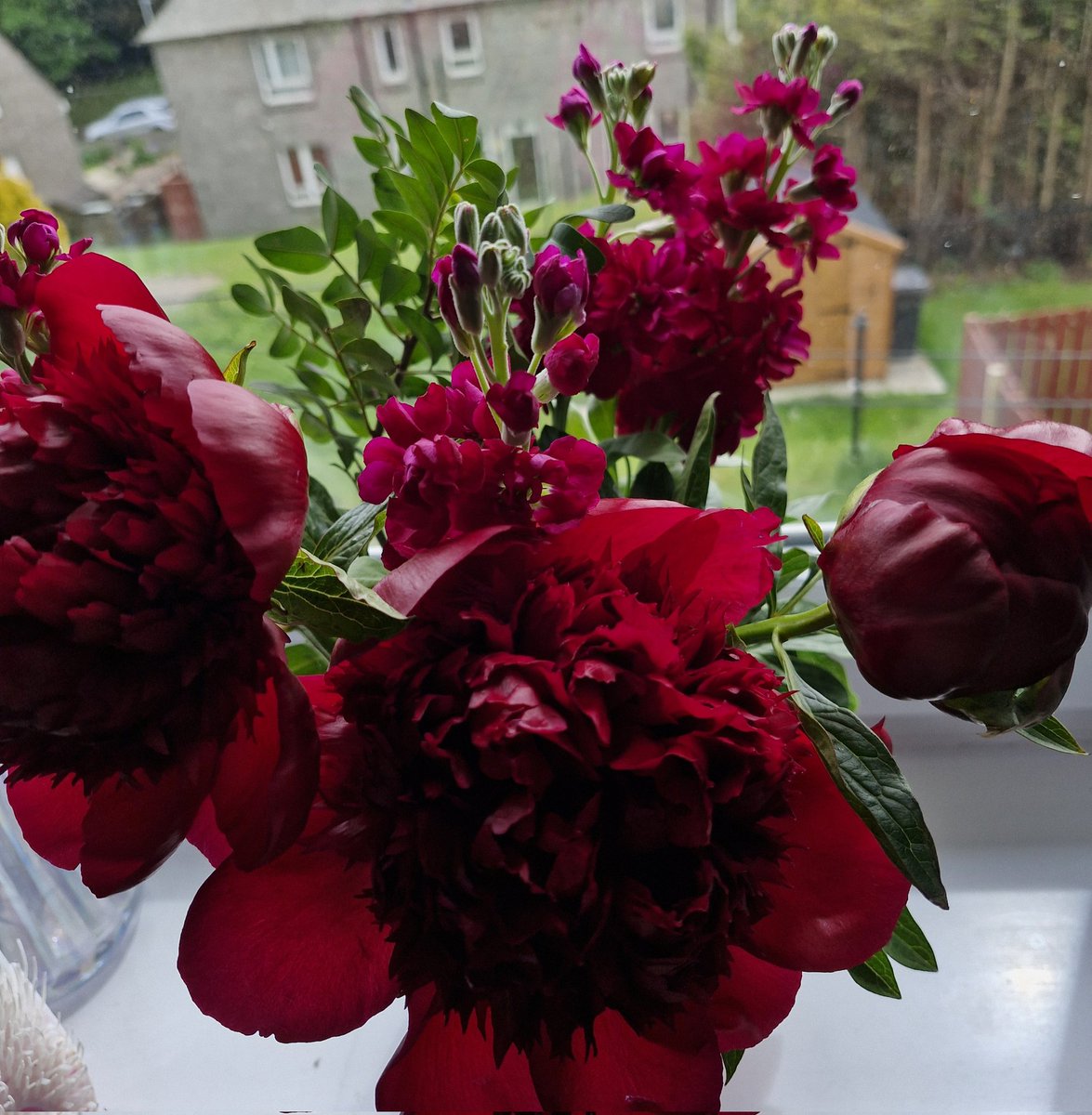 Treated myself to my favourite peony roses 🌹 😍