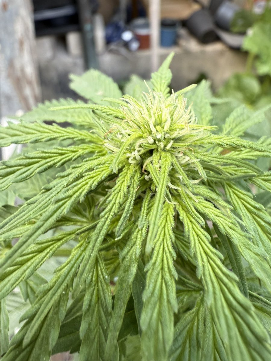 Been awhile since the last update.
Here are some of the outdoor girls! 

Lookin great!

SFV OG
Candy Bubatz
Cindy Jack

<a href="/DutchPassion_/">Dutch Passion</a>