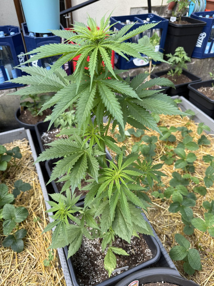budz n berries tweet media