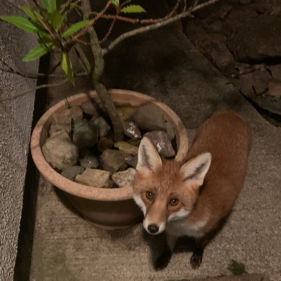 Ban Blood Sports (@banbloodsports) on Twitter photo Foxes must be protected, not persecuted. It's time for the Irish Government to stop the cruelty and finally ban fox hunting banbloodsports.wordpress.com/2025/05/21/rut… <a href="/MichealMartinTD/">Micheál Martin</a> <a href="/SimonHarrisTD/">Simon Harris TD</a> #Ireland #AnimalCruelty #BanFoxHunting #FoxOfTheDay 💚🦊 Foxes must be protected, not persecuted. It's time for the Irish Government to stop the cruelty and finally ban fox hunting banbloodsports.wordpress.com/2025/05/21/rut… <a href="/MichealMartinTD/">Micheál Martin</a> <a href="/SimonHarrisTD/">Simon Harris TD</a> #Ireland #AnimalCruelty #BanFoxHunting #FoxOfTheDay 💚🦊
