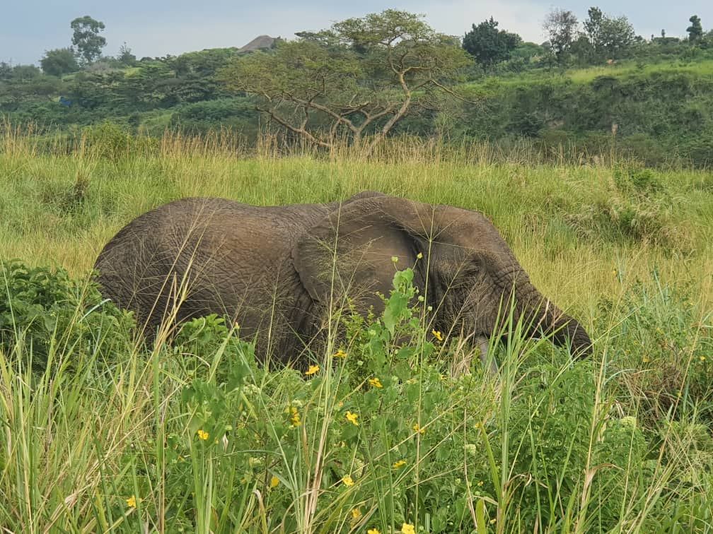 Witness the African bush elephants in their natural habitat! Spectacular photography of this wildlife species awaits. Book your wildlife safari today: queenelizabethnationalparkuganda.com #queenelizabethpark #QueenElizabethNationalPark #QueenElizabethNationalParkuganda
