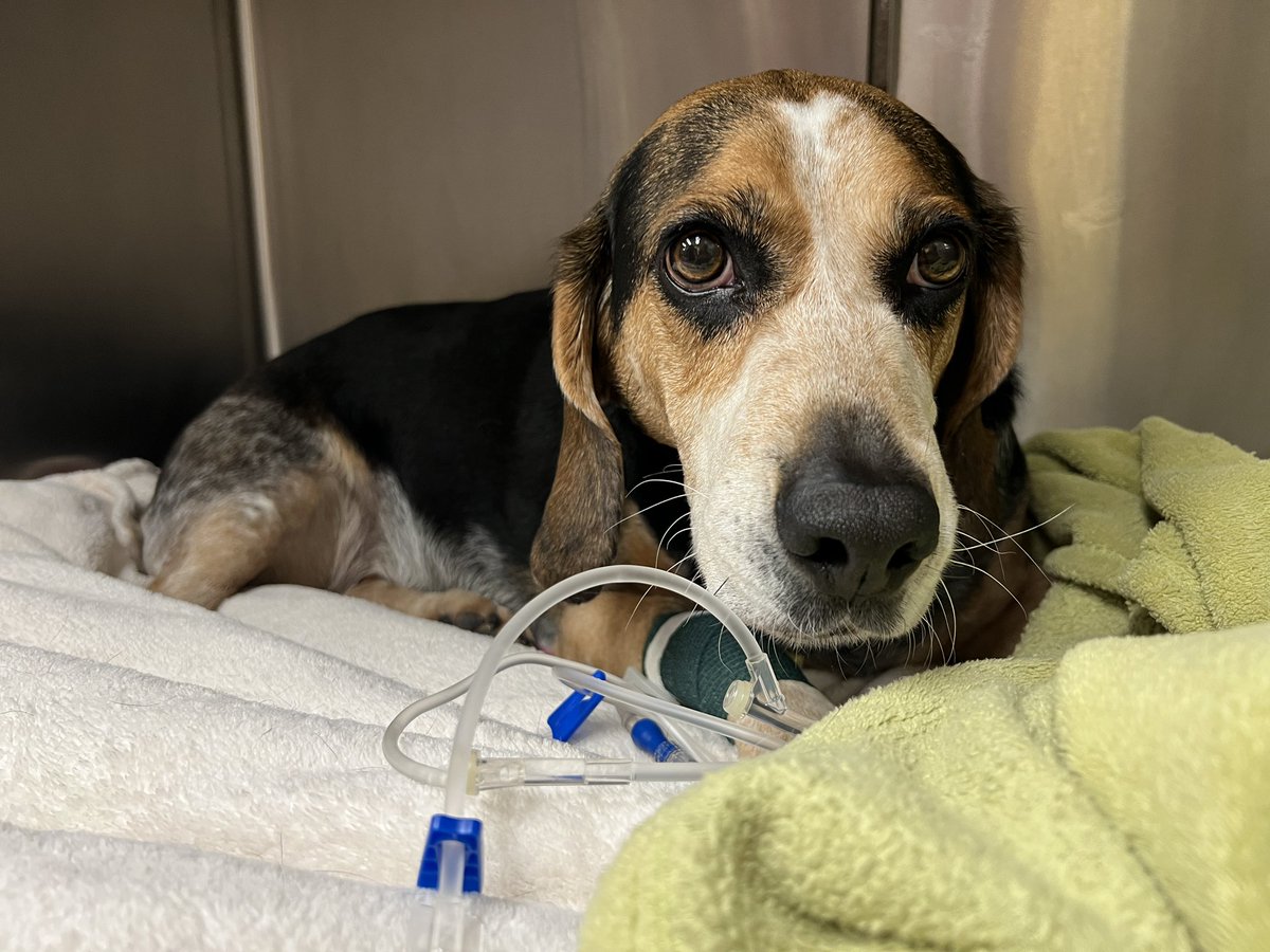 Guelph Humane Society (@guelphhumane) on Twitter photo EMERGENCY SURGERY TODAY. Lou arrived that the Guelph Humane Society in need of emergency care after being hit by care.  His surgery is today & we expect his cost of care to be $5,000.  Learn more & PLEASE DONATE guelphhumane.ca/right-now-lou-… EMERGENCY SURGERY TODAY. Lou arrived that the Guelph Humane Society in need of emergency care after being hit by care.  His surgery is today & we expect his cost of care to be $5,000.  Learn more & PLEASE DONATE guelphhumane.ca/right-now-lou-…
