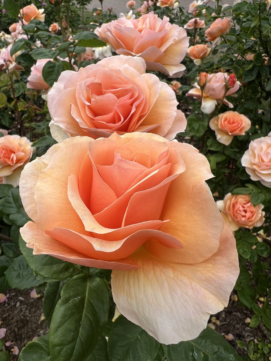 Regents Park roses 🌹