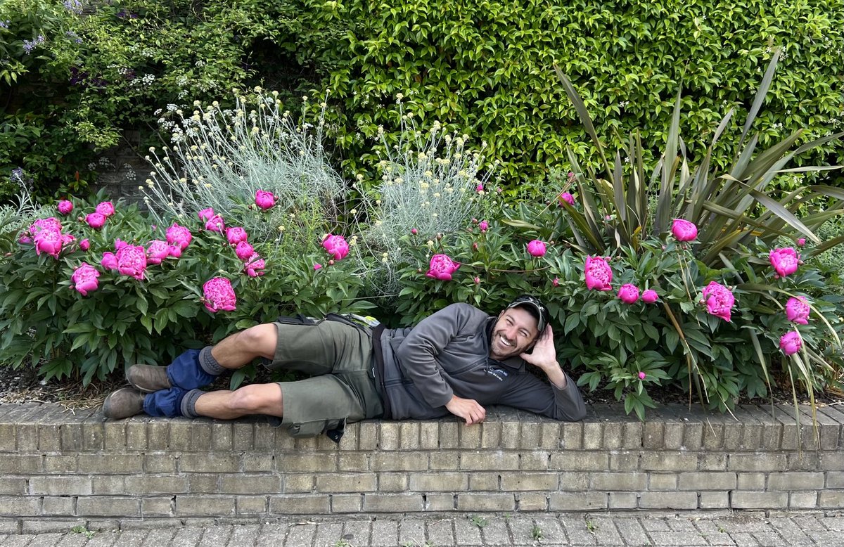 Peonies ⁦<a href="/geshNHS/">St George's, Epsom and St Helier</a>⁩