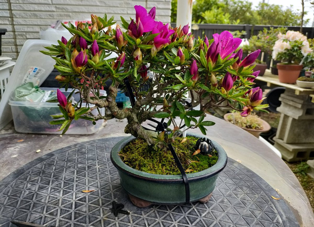 皐月盆栽 雪中の松 さつき 雪中の松 白花 花は白 （挿し木