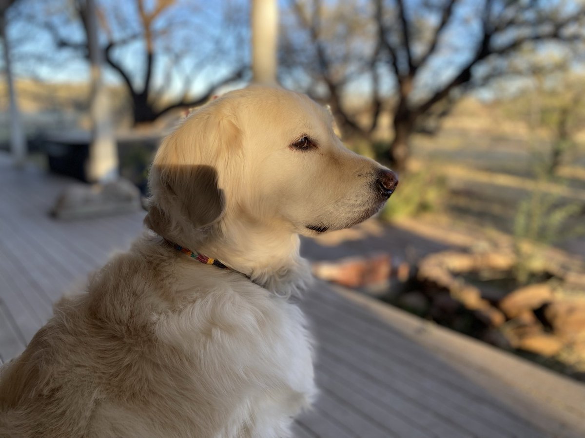 Today I will sit on the porch and wait for the sun to hit all of my Golden fibers of love. Making me a more marginalized toasted marshmallow floof.