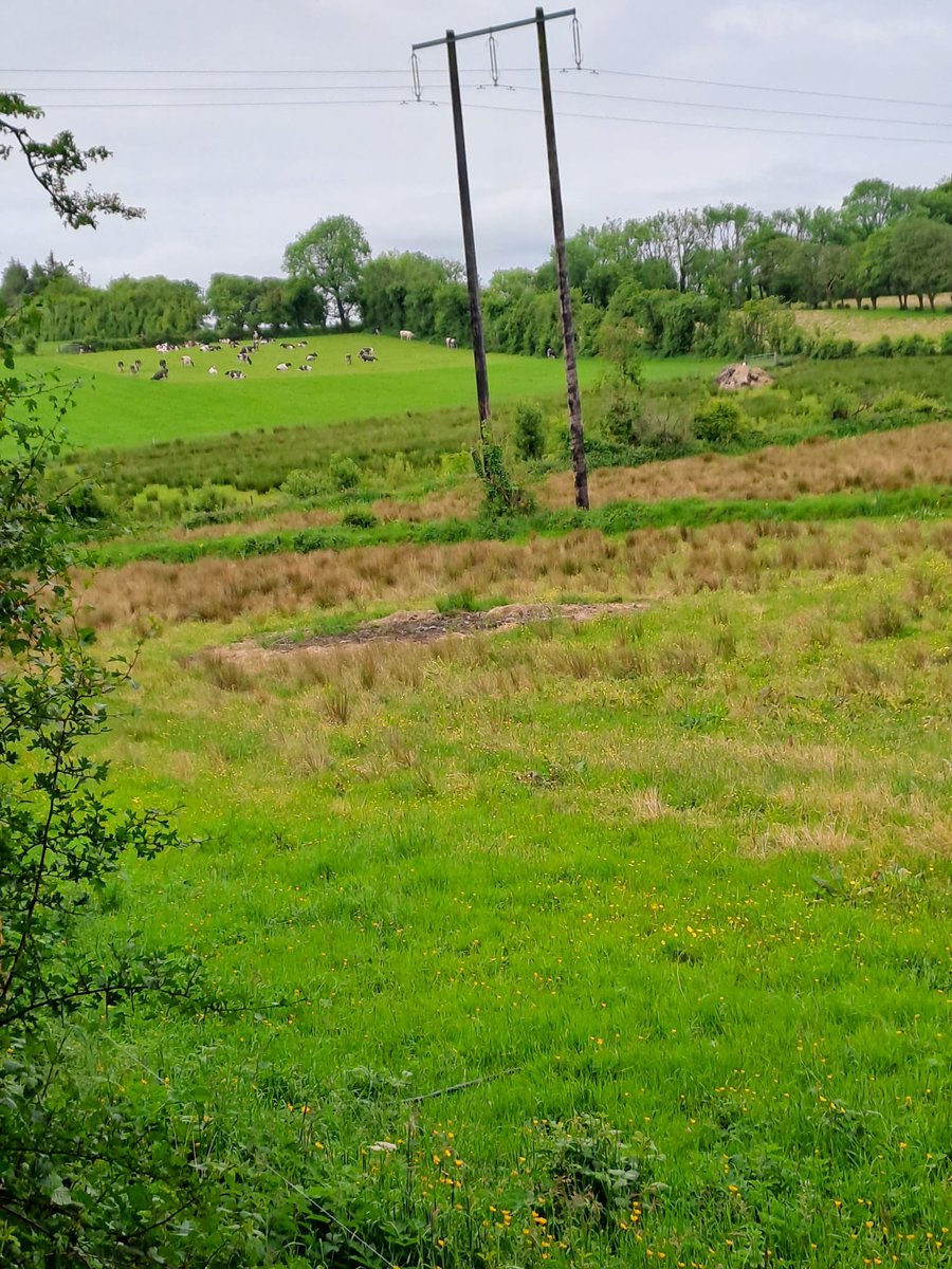 Fergal Monaghan tweet media