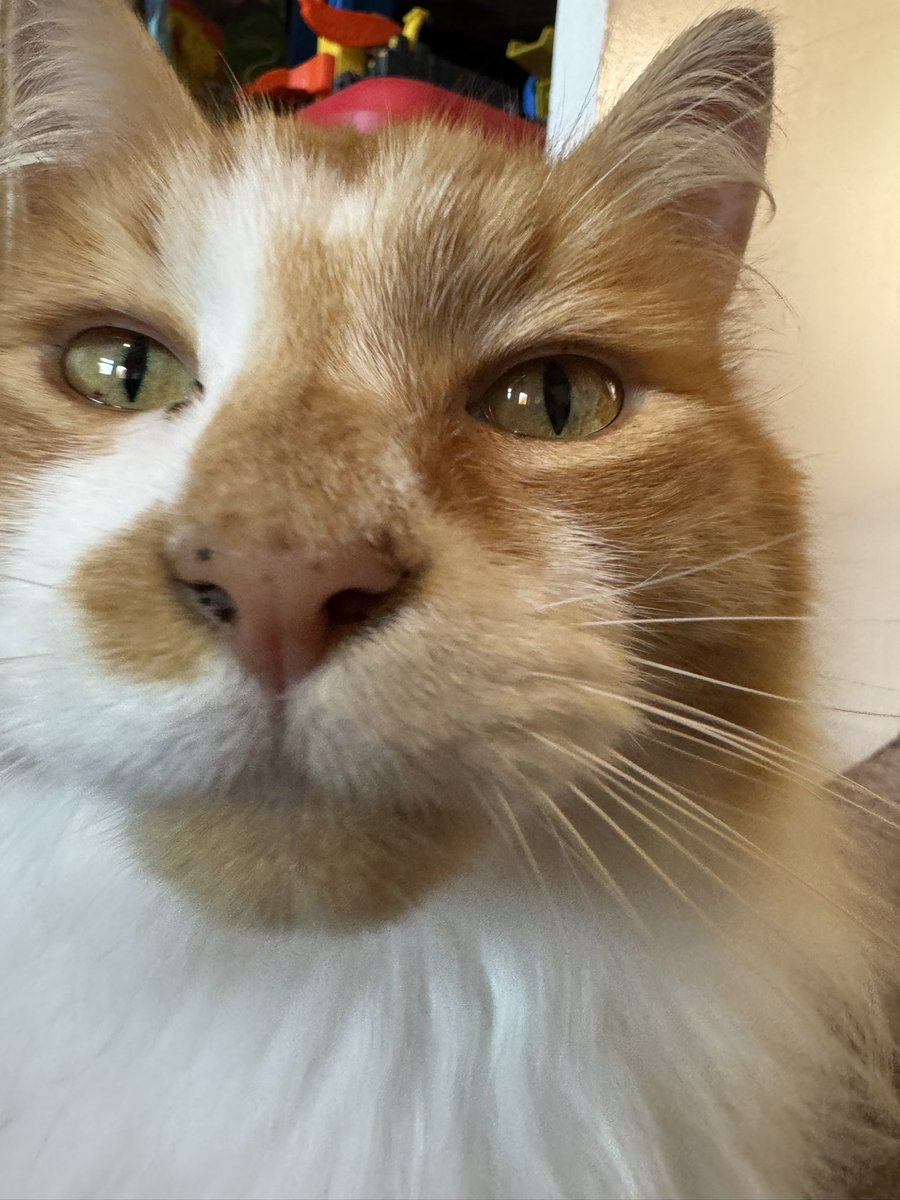 Henlo? Testing testing 1,2,3, is dis thing on?
Am I meowing into da void?! 🙀
#Hedgewatch #caturday #CatsOfTwitter #catsonx