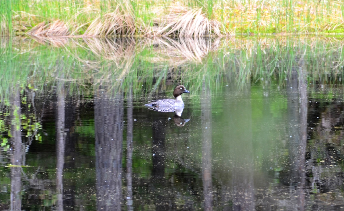 Blogissa "Metsäretki Sipoonkorpeen Byabäcken-Kuusijärvi" tjeldnet.wordpress.com/2025/05/24/met… #luonto #Sipoonkorpi