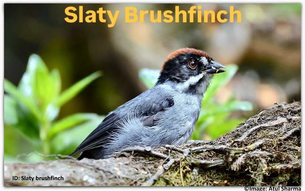 Atul1212's tweet photo. The slaty brushfinch (Atlapetes schistaceus) is a species of bird in the family Passerellidae. It is found in humid Andean forests from western Venezuela, through Colombia, to Ecuador. #IndiAves #BBCWildlifePOTD #ThePhotoHour #birding #BirdsOfTwitter #costarica #unoitsmi https://t.co/1fHuXCOgfW