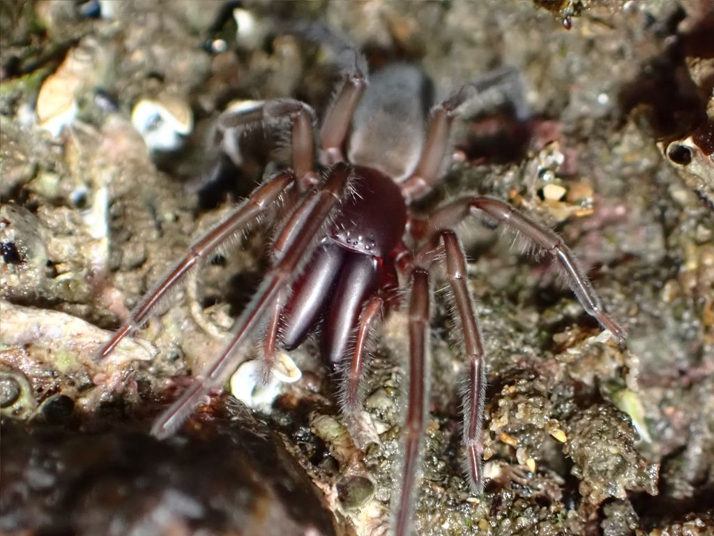 Marine Spiders (Desis marina) weave their silk homes in seashells &amp; kelp along New Zealand and New Caledonia's rocky shores. 🧵⤵️ 

📷 ltimmo on iNaturalist
📍 New Zealand
🔗: inaturalist.org/observations/2…
#ObservationOfTheDay