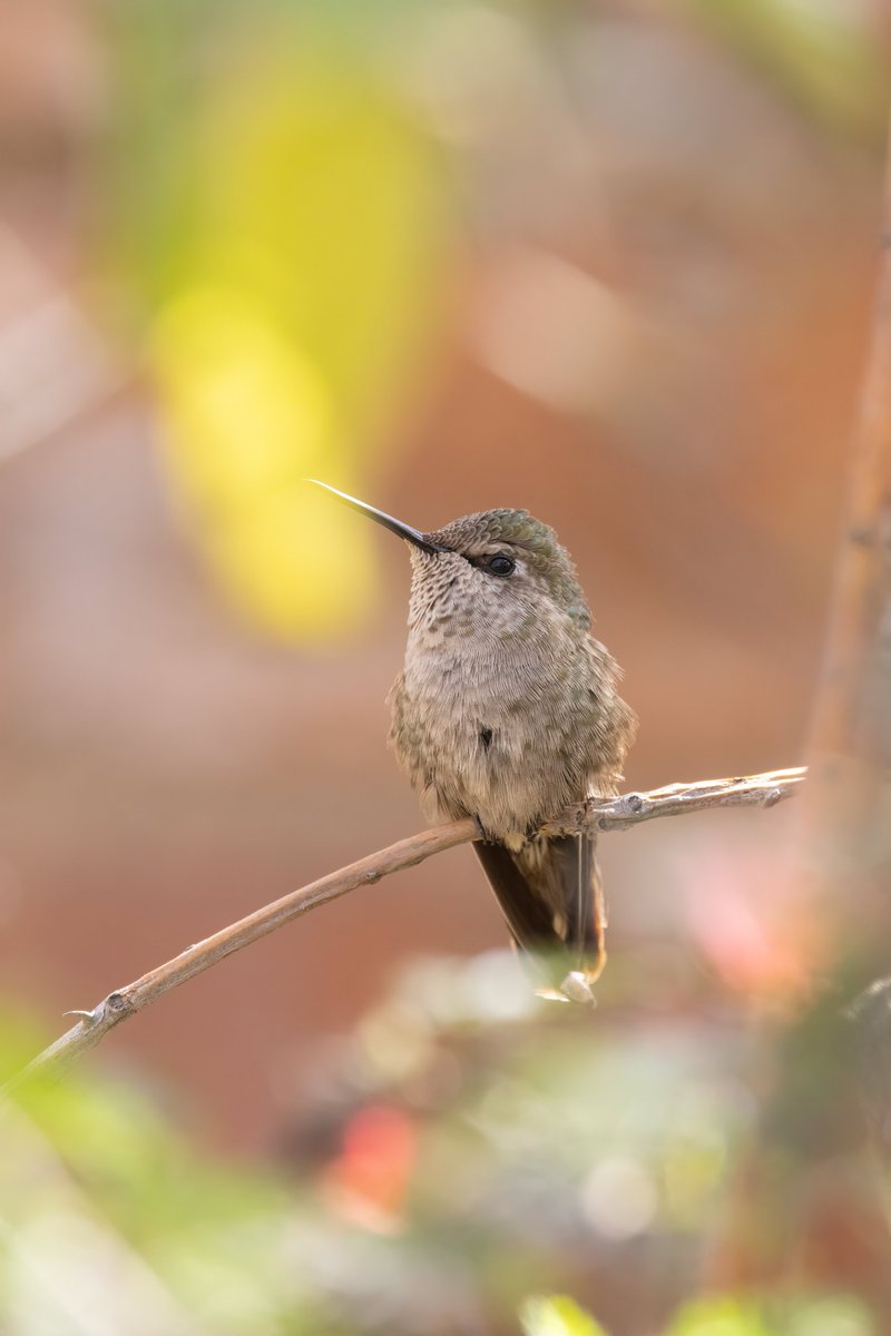 Anna's Hummingbird, Arizona #birdphotography #BirdsOfTwitter #birdwatching #BBCWildlifePOTD #nature #NaturePhotography #wildlifephotography #wildlife #TwitterNatureCommunity #twitterbirds #BirdTwitter #naturelovers #BirdsSeenIn2025 #BirdsOfX #NatureLovers #natureworld