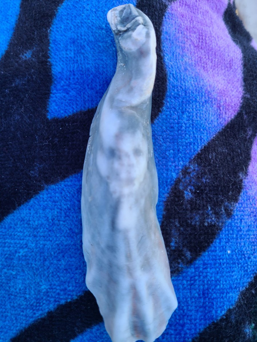 If you are a right brain
 You will see a moose. If you are a left brain you will see a squirrel. If you are in your right mind you will see an Alien!!!🤣