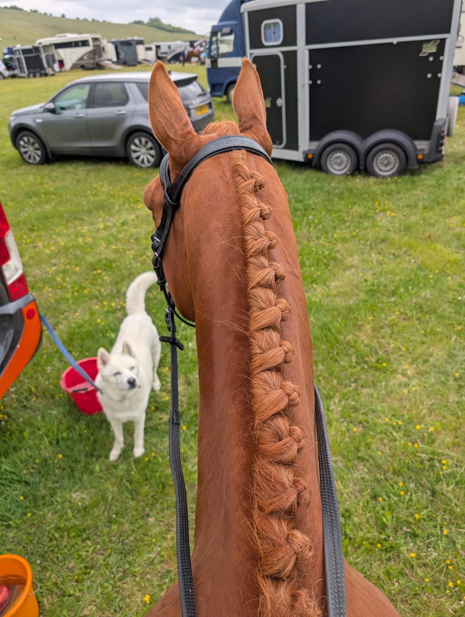Last year I took the day off to go to Slam Dunk, this year I took the day off to take my pony eventing. Both emotional and expensive experiences 😂😂 
Not a great day on paper but he is so exciting and so amazing XC