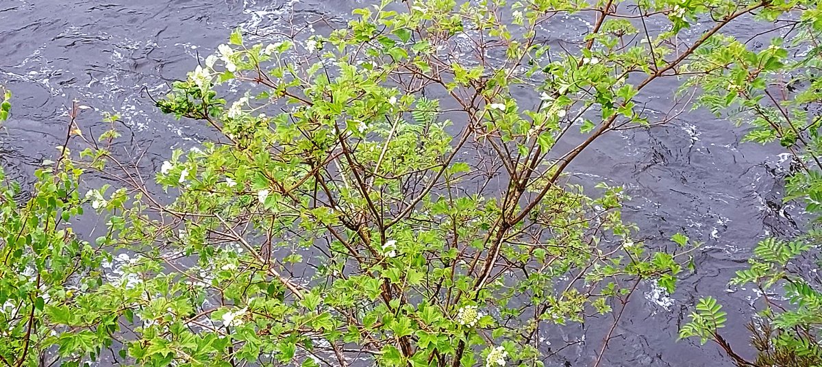 The Guelder Rose that grows by the Lussa River, Mull, just up from the Peddlars Pool. Nice to see it in bloom. Many thanks again to <a href="/Dendrochronicle/">Dr Coralie Mills</a>  for pointing thtis one out to me!