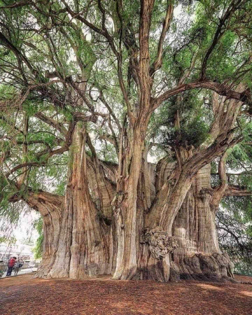 AntiSantos (@juampasantos) on Twitter photo <a href="/petrogustavo/">Gustavo Petro</a> El árbol de 2000 años de Tule, Oaxaca, México. Tiene el diámetro de tronco más grande del mundo. Su circunferencia es cercana a los 60 m, sin embargo su increíble tamaño no se compara a la asombrosa cantidad de💩que habla Ud. !!! <a href="/petrogustavo/">Gustavo Petro</a> El árbol de 2000 años de Tule, Oaxaca, México. Tiene el diámetro de tronco más grande del mundo. Su circunferencia es cercana a los 60 m, sin embargo su increíble tamaño no se compara a la asombrosa cantidad de💩que habla Ud. !!!