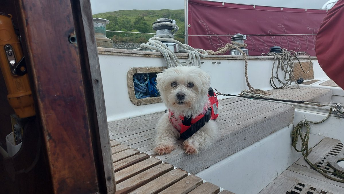 Sea-dog Daisy waits patiently while we check some stuff on board!