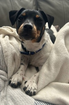 millypod1's tweet photo. TEDDY HOME SAFE. THANKS FOR RT's😊🐕🐾
🆘19 MAY 2025 #Lost TEDDY #ScanMe #TaggedYOUNG Jack Russell Terrier Male
Manor Road #Erith #GreaterLondon #London #DA8 Poss sighting Bob Dunn Way, Erith, #SladeGreen and now in #Dartford area.
https://t.co/LSbvigkQqE… https://t.co/oRvKZw3gus