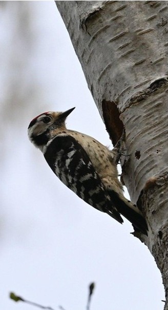lesserspotnet's tweet image. Now is your last chance to find a Lesser Spotted Woodpecker nest. The young will be calling from the nest hole and you may hear them. So have a good search in your local woods. Our volunteers are watching/monitoring 16 nests in the Midlands & Southern England. 2 were found today!