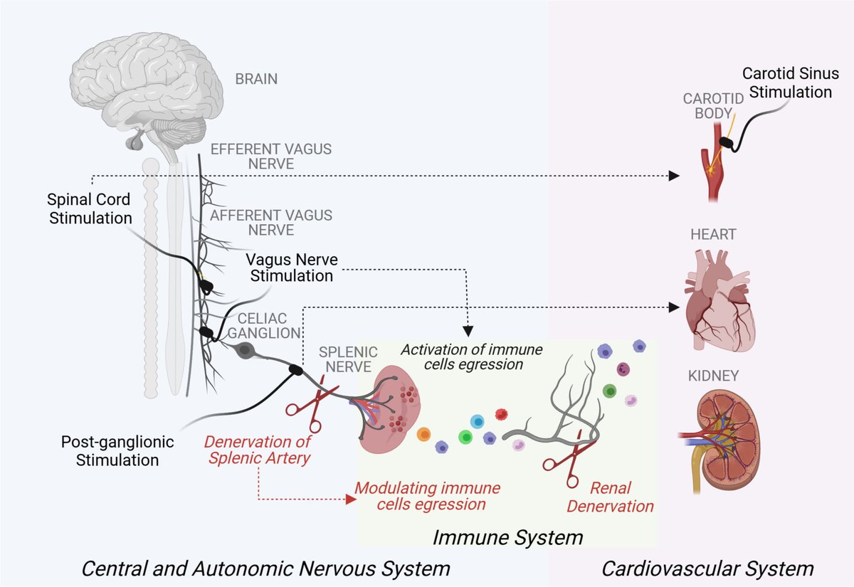 Circulation Research (@circres) on Twitter photo <a href="/CircRes/">Circulation Research</a> Compendium on Interorgan Crosstalk in #HeartFailure and #Cardiometabolic Diseases
#Neural Mechanisms in Cardiovascular Health & Disease ahajrnls.org/3Sk1oy5
Authored by <a href="/Karin_A_Ziegler/">Karin A. Ziegler</a> & colleagues.
<a href="/SwirskiLab/">Fil Swirski & Scientists</a> <a href="/danicarne1981/">Daniela Carnevale</a> <a href="/CVR_TomaszGuzik/">CVR Tomasz Guzik</a> <a href="/CircRes/">Circulation Research</a> Compendium on Interorgan Crosstalk in #HeartFailure and #Cardiometabolic Diseases
#Neural Mechanisms in Cardiovascular Health & Disease ahajrnls.org/3Sk1oy5
Authored by <a href="/Karin_A_Ziegler/">Karin A. Ziegler</a> & colleagues.
<a href="/SwirskiLab/">Fil Swirski & Scientists</a> <a href="/danicarne1981/">Daniela Carnevale</a> <a href="/CVR_TomaszGuzik/">CVR Tomasz Guzik</a>