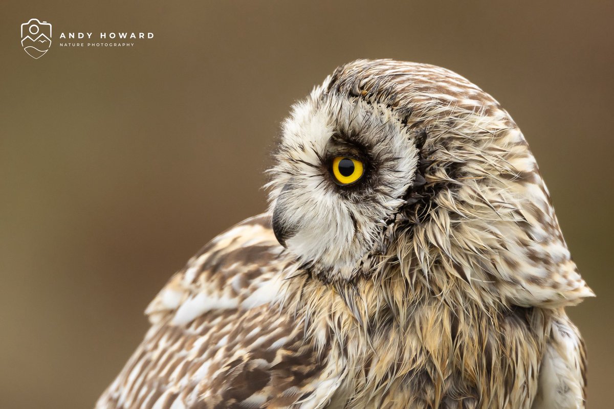 highland_andy's tweet image. Last day on the #OuterHebrides
An amazing month with 28 out of 30 days of sunshine, doubt that will ever happen to us again!
Enjoyed a few hours with the shorties this morning before heading for the ferry.
Inc this close encounter #ShortEaredOwl