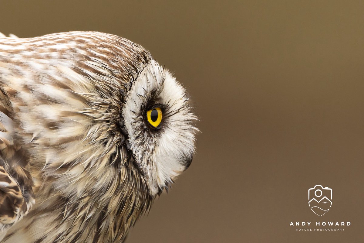 highland_andy's tweet image. Last day on the #OuterHebrides
An amazing month with 28 out of 30 days of sunshine, doubt that will ever happen to us again!
Enjoyed a few hours with the shorties this morning before heading for the ferry.
Inc this close encounter #ShortEaredOwl